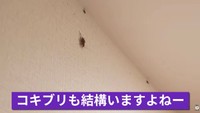 壁や天井をはいまわるゴキブリたち