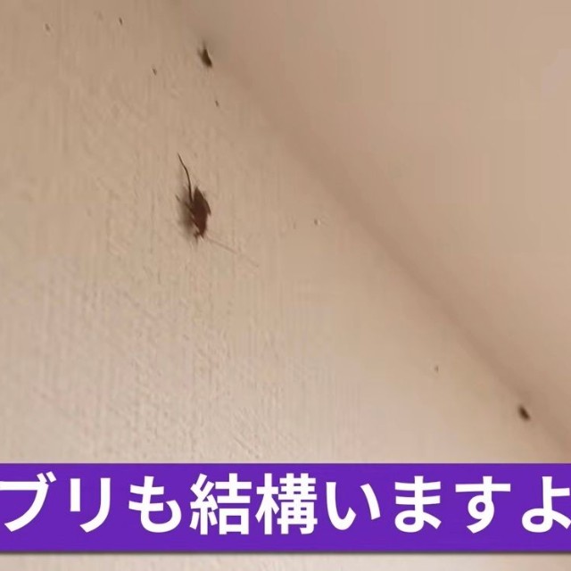 壁や天井をはいまわるゴキブリたち