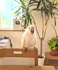 おうちのリビングにて（提供：タイハクオウムのゆきまる君）