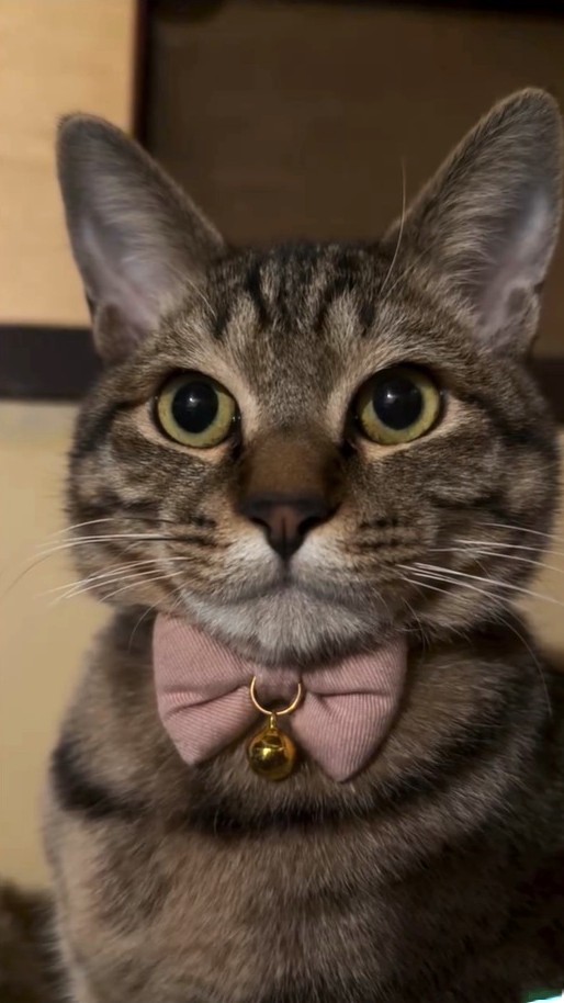 子猫はこんなに大きくなりました（ジンエモンネコさん提供、Instagramよりキャプチャ撮影）