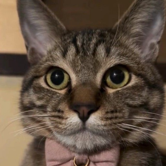 子猫はこんなに大きくなりました（ジンエモンネコさん提供、Instagramよりキャプチャ撮影）