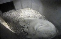 赤ちゃんを抱くポーラ（提供＝仙台市八木山動物公園）