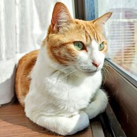 窓辺でニャルソックするチョロすけくん（画像提供：まめたろさん）