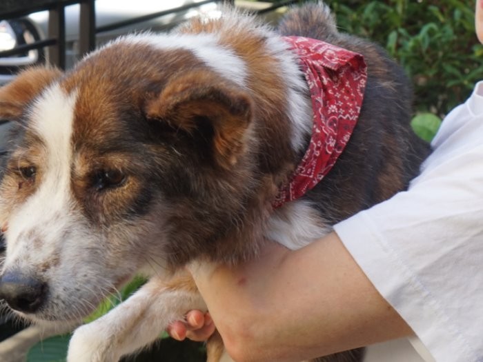 ジローを抱くＹさん「晩年多くの人に心配されて幸せ。飼い犬でも庭に繋がれて泥だらけの子もこの時世にいるのよ」