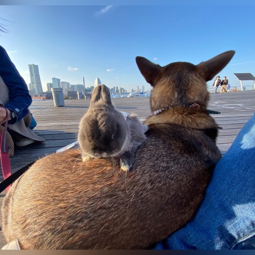 次郎ちゃん・小次郎ちゃんコンビと横浜の大桟橋まで遠足（高橋さん提供）