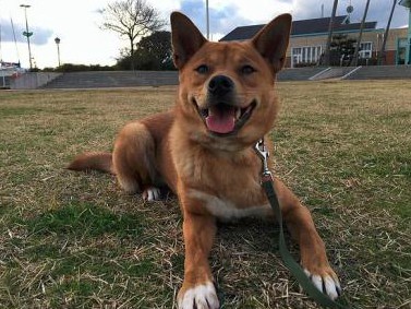 里親さん待つ保護犬の一覧をウェブに　出会うチャンス広げたい