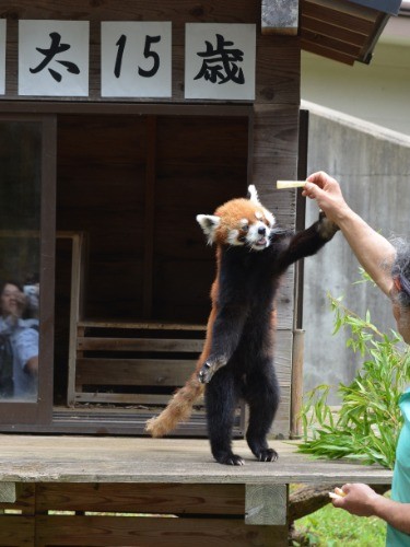 １５歳になった風太。リンゴを取ろうと２本の後ろ脚で立ち上がった