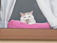 窓辺でじっと外を眺めるみたらしさん（画像提供：あすか 着物と猫とカネコ系さん）