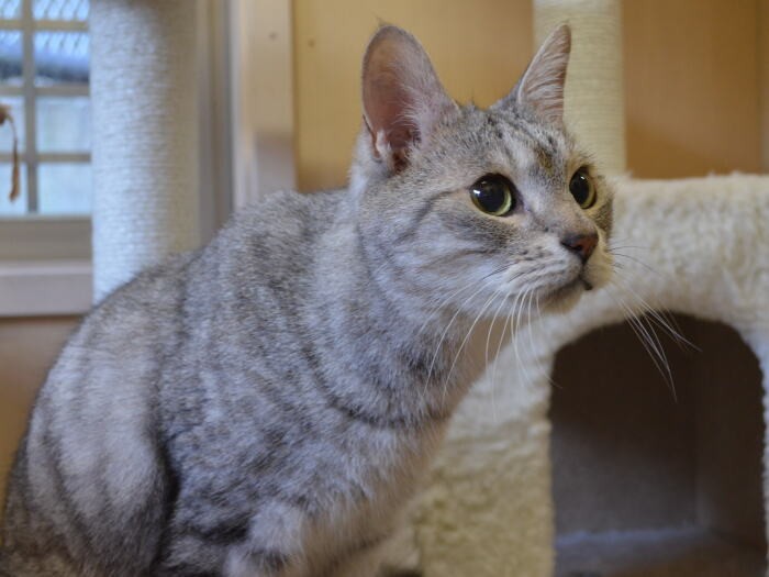 猫舎で暮らす猫