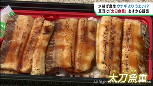 土用の丑の日にうな重ならぬ太刀魚重　宮城・亘理町の水産会社が開発