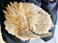 お姉ちゃんの膝上で丸まって眠るゴマちゃん（画像提供：ぴいちょさん）