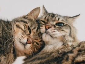 「犬や猫と家族写真を」　福島の現実を知り、スタジオを開いた