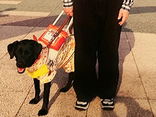 残された妻「社会が変わる礎に」 盲導犬連れ死亡事故から１年