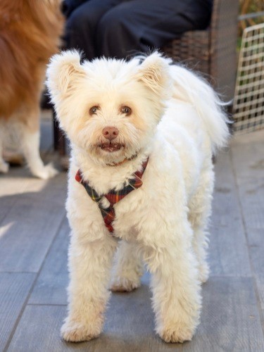 毛が伸びるとまた全然違った印象に！（井上菊さん提供）