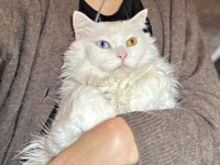飼い主さんに抱っこされてくつろぐベニまるくん（画像提供：ねこみ白書さん）