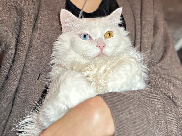 飼い主さんに抱っこされてくつろぐベニまるくん（画像提供：ねこみ白書さん）