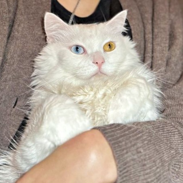 飼い主さんに抱っこされてくつろぐベニまるくん（画像提供：ねこみ白書さん）