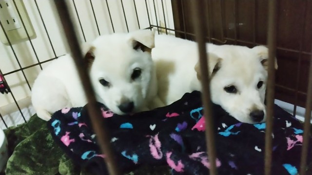 ケージのすみっこで身を寄せ合うルミとエール