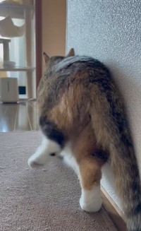 実はこうやって歩いてました（うめのこんぶさん提供、Xよりキャプチャ撮影）
