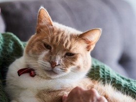 気づきにくい猫の老化　深夜に大きな声で鳴くことが増えた、これって認知症？