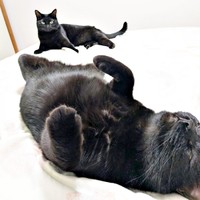 ゴローンとへそ天で寝そべる同居猫のごまちゃん。奥で、じっと見つめるクロちゃん（画像提供：ぺぺ太さん）