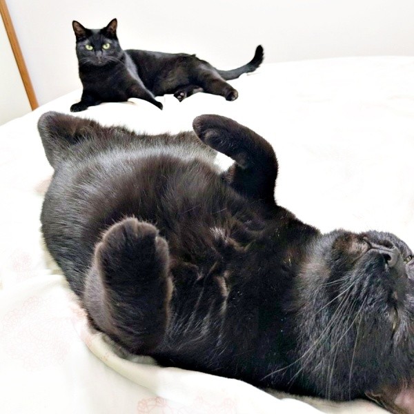 ゴローンとへそ天で寝そべる同居猫のごまちゃん。奥で、じっと見つめるクロちゃん（画像提供：ぺぺ太さん）