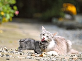 誰もいないカフェに、猫だけがいる！　“南国の楽園”でひと休み