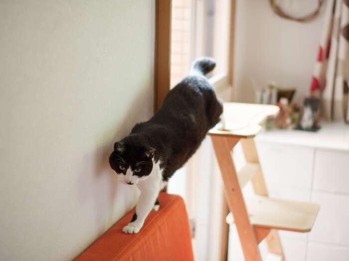 「巡回警備中。天気がいいから、早く洗濯したほうがいいよ」（小林写函撮影）