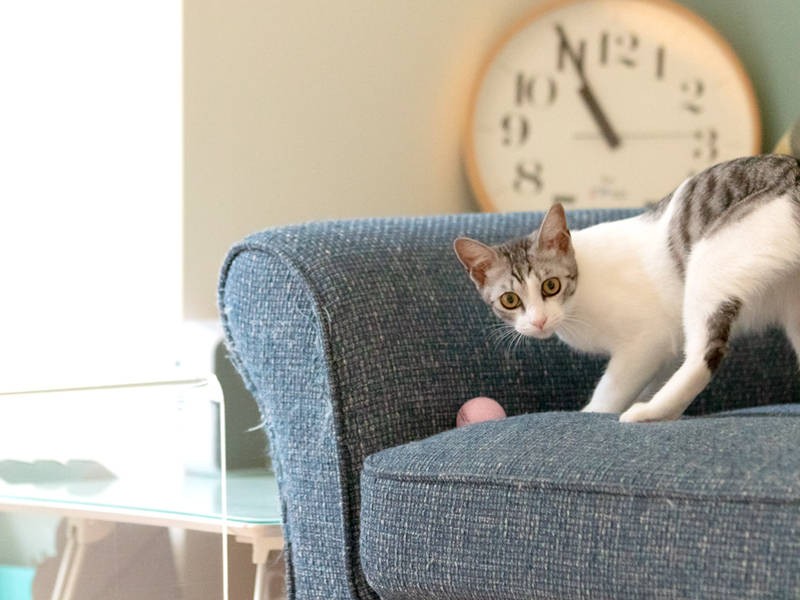 遊びではルースに一歩出遅れるクララ