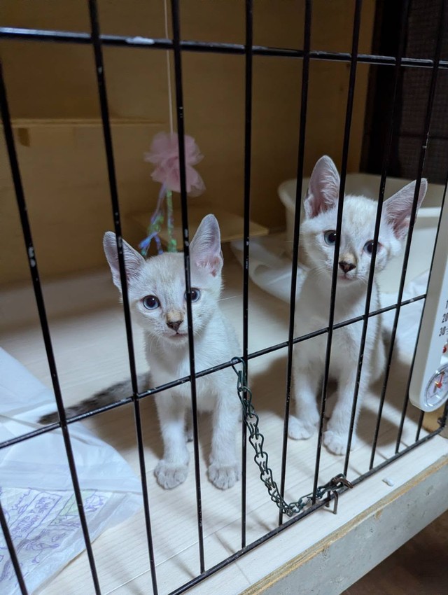 今は里親さんのお宅で元気にしています！（「伊賀の猫好きおばさんSAI」さん提供）