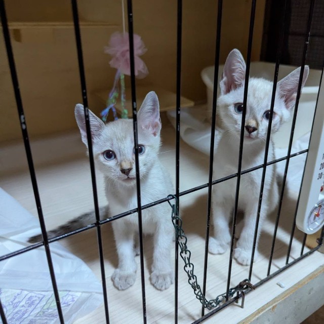 今は里親さんのお宅で元気にしています！（「伊賀の猫好きおばさんSAI」さん提供）