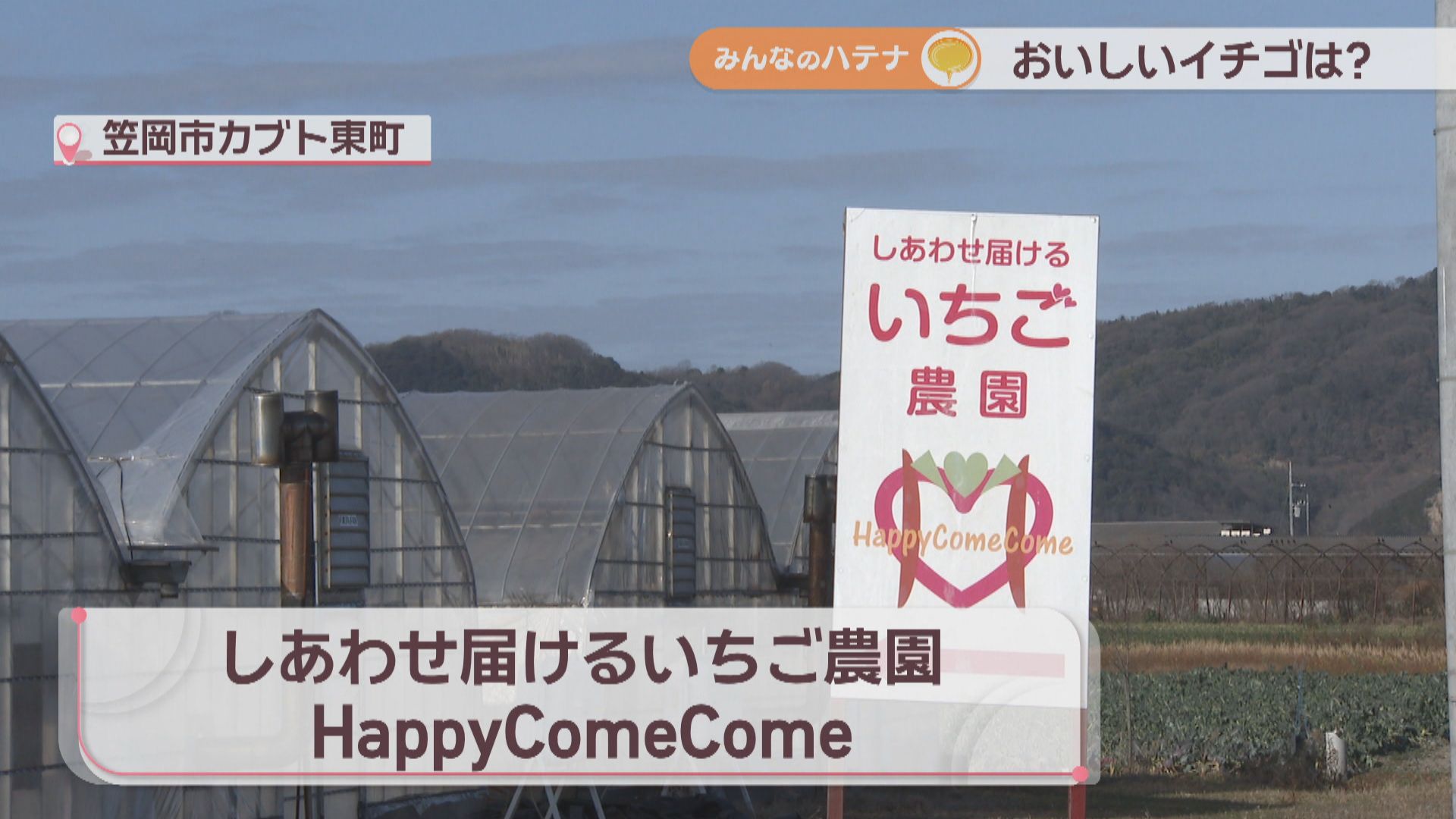 おいしいイチゴの見分け方は？おすすめの食べ方は？ 栽培のプロに聞い
