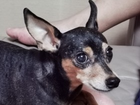 信じて乗り切る８月　亡き愛犬「ピン」がみんなのことを守ってくれている