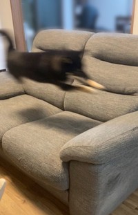 室内で走り回るぺこちゃん。すごい躍動感！（画像提供：暴君ぺこさん）