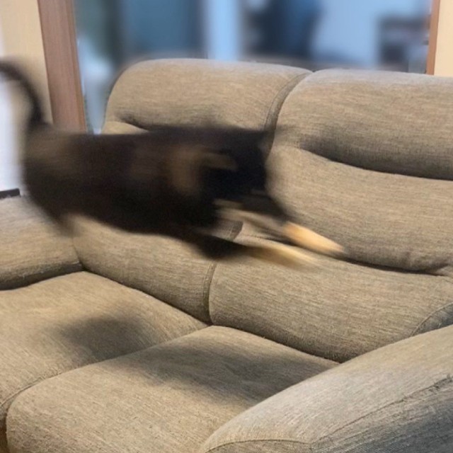 室内で走り回るぺこちゃん。すごい躍動感！（画像提供：暴君ぺこさん）