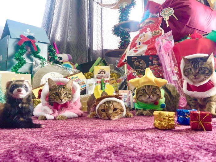 みんなでクリスマス！左のフェレットの隣が桃子ちゃん