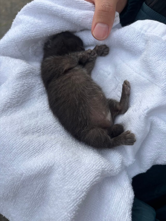 大掃除中、片隅から生まれたばかりの子猫を発見（タノビケルトさん提供）