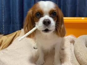 猫とも仲良し！　キャバリア・キング・チャールズ・スパニエルの「マルコ」