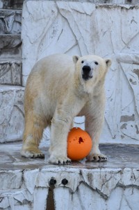 東山動植物園のオス「フブキ」は、姫路市立動物園から秋田県男鹿水族館へ移動した「ユキ」が出産しました＝画像は東山動植物園提供