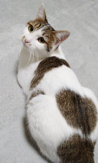 おうちでの暮らしに慣れたミルちゃん（画像提供：こうめさん）