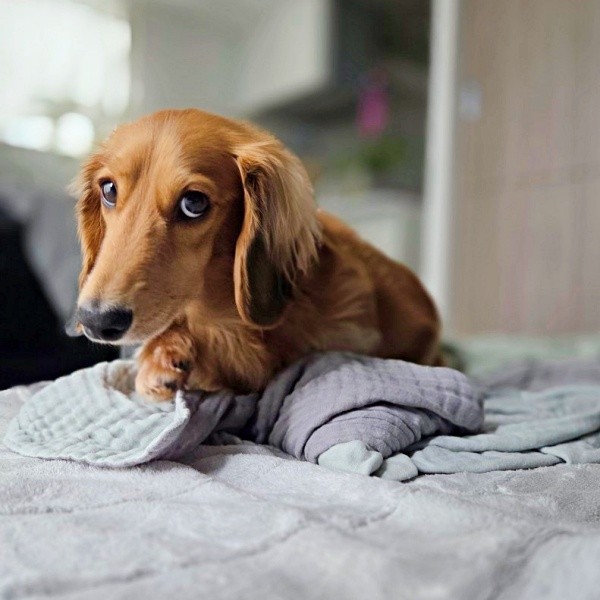「おはよー」 目覚めたリヨンちゃん。このあと飼い主さんの顔をペロペロ（画像提供：リ～くん歩くよ～…トボトボさん）