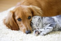 愛犬・愛猫の鳴き声を「うるさい」と思うことはある？　※画像はイメージです（Paylessimages/stock.adobe.com）