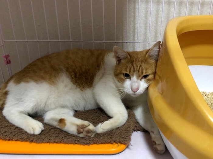 シニア猫ならではの落ち着きがある