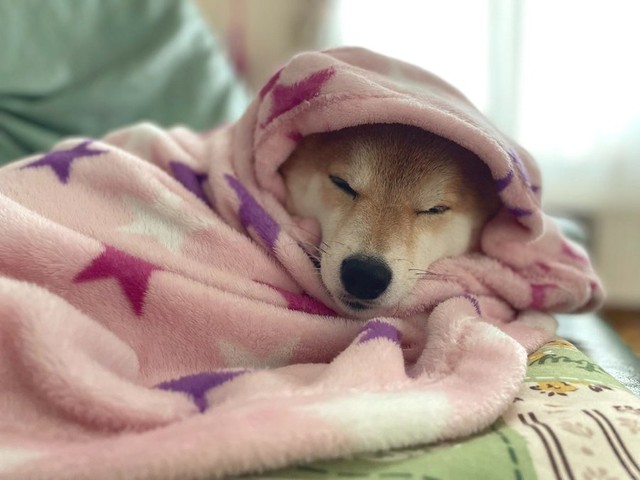 雪散歩の後はドライヤーをかけてもらい、毛布にくるんでもらうまでがハルちゃんの日課。ハルちゃんは暖かいお家でぬくぬくするのも大好き（画像提供：柴犬ハルさん @shibaharu_）
