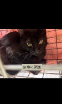 その後…いとちゃんは保護された（アクノアさん提供、Instagramよりキャプチャ撮影）
