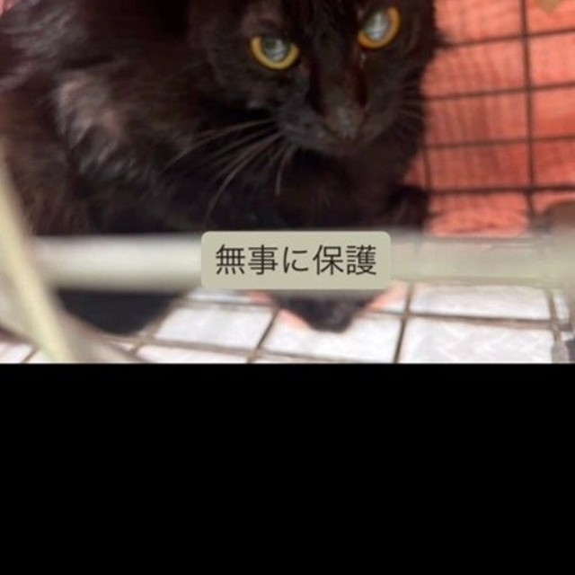その後…いとちゃんは保護された（アクノアさん提供、Instagramよりキャプチャ撮影）