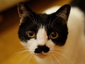 最愛の犬を看取った夫妻　小さな猫に癒され、支えられる