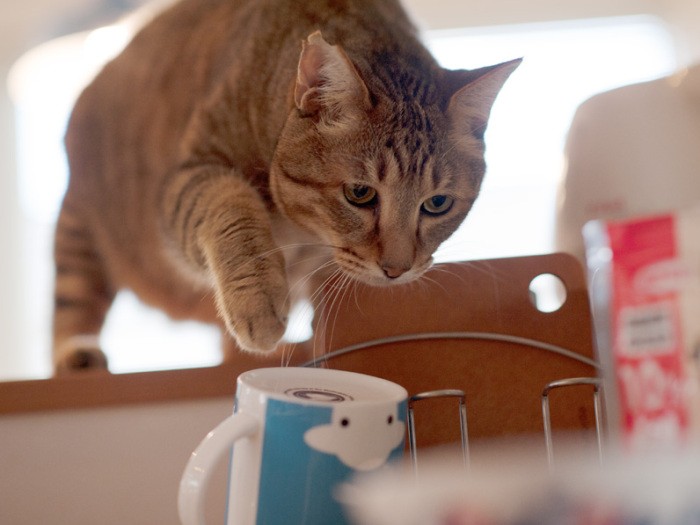 「ミルク飲みたいんだけど、このマグカップ使っていいのかな」（小林写函撮影）