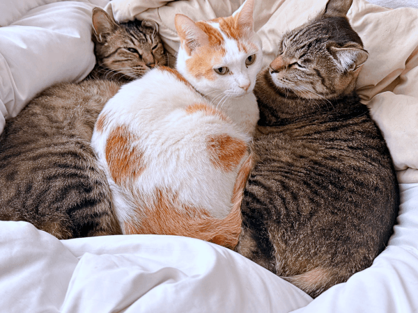 ノノちゃんとトロくんの間に収まったリオくん（画像提供：siestaさん）