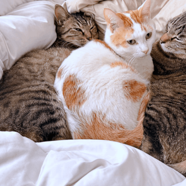 ノノちゃんとトロくんの間に収まったリオくん（画像提供：siestaさん）